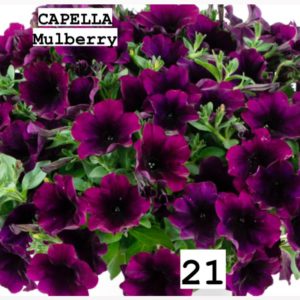 Capella Mulberry