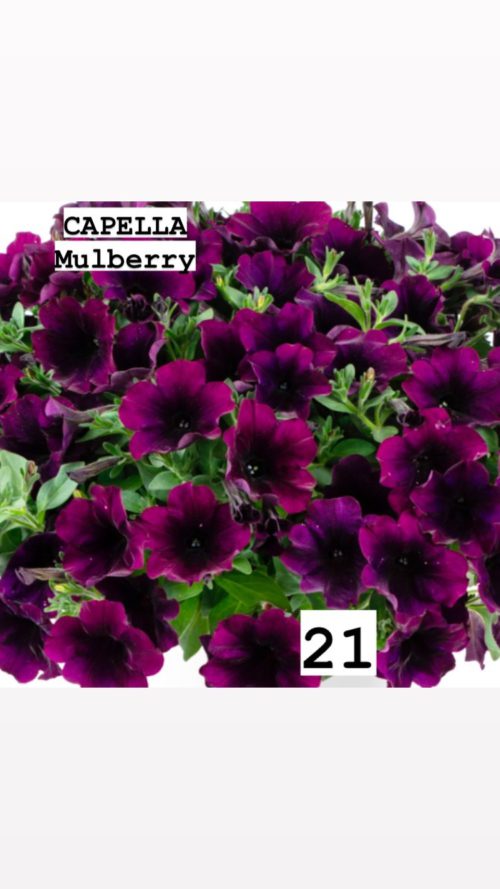 Capella Mulberry